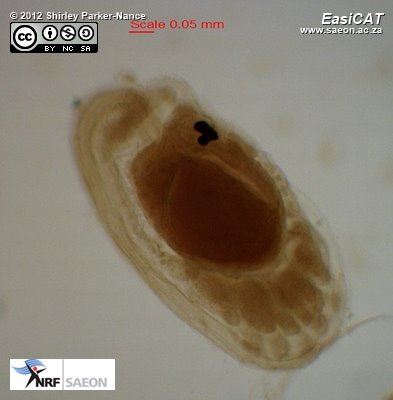 © 2012 Shirley Parker-Nance TIC2004-643 Larva 001 slide 3 of 3a.jpg