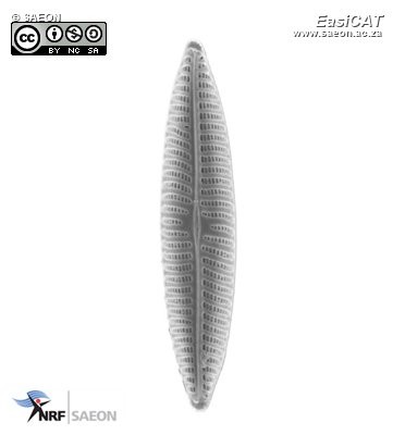 © SAEON Navicula pseudosalinarium SEM001.jpg