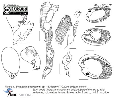 © SAEON Synoicum fig 001a.jpg