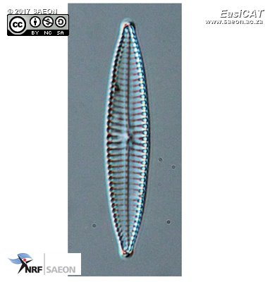 © 2017 SAEON Navicula pseudosalinarium  pic001.jpg